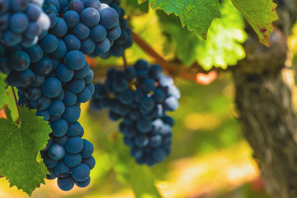 merlot grapes on vine