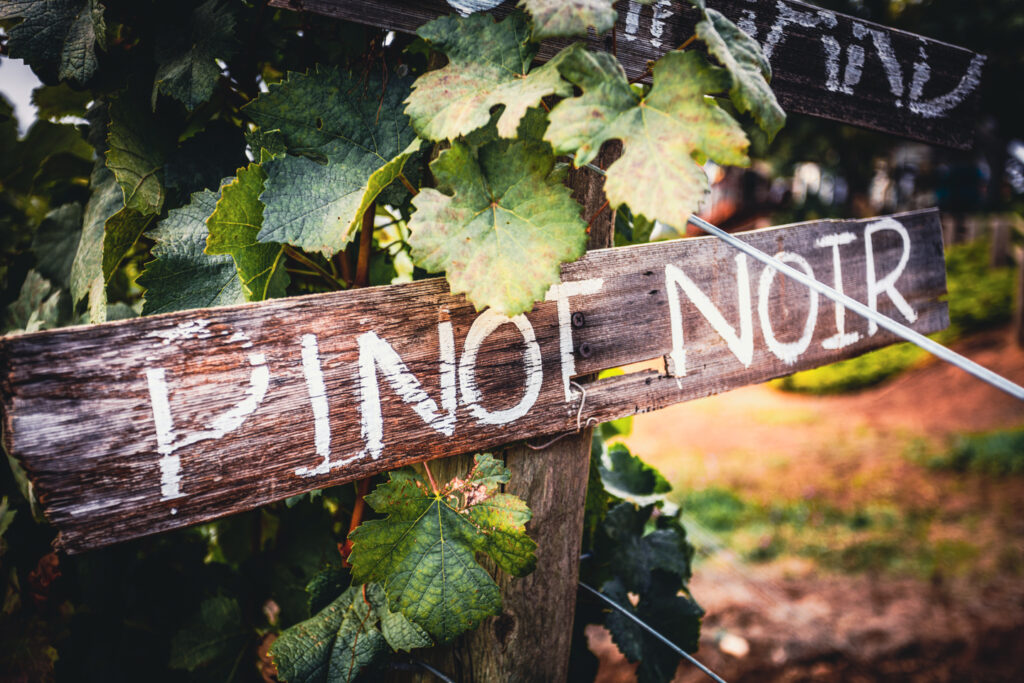 pinot noir sign on vinyard