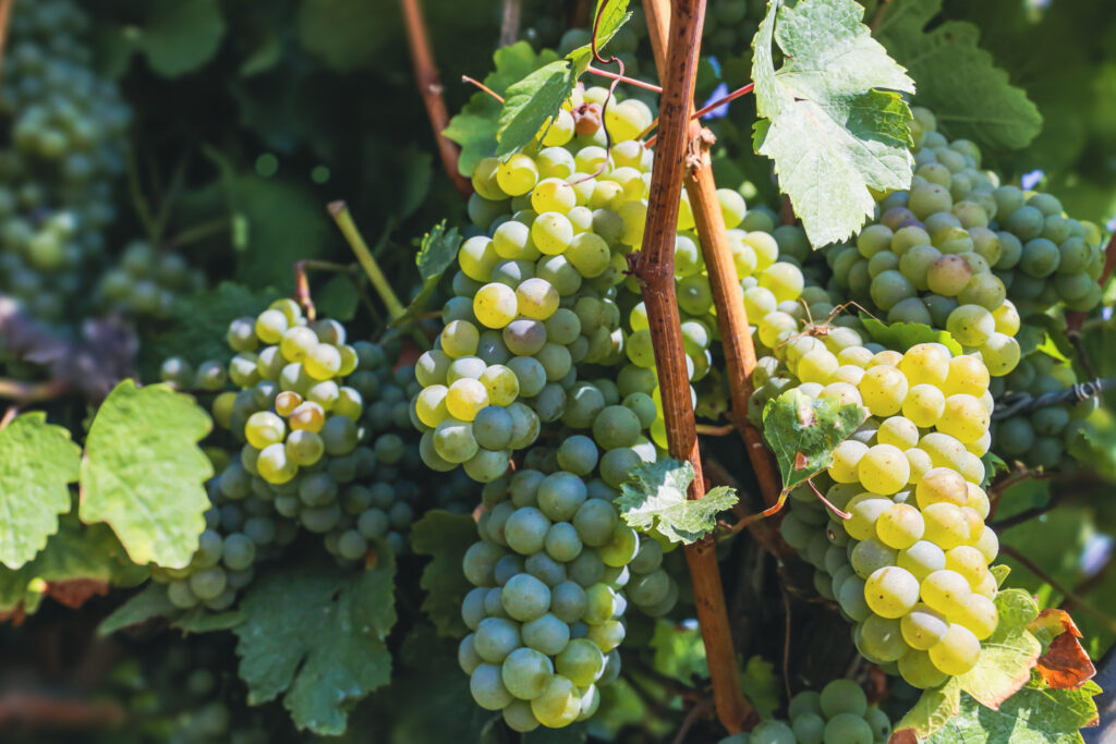 white wine grapes on a vine